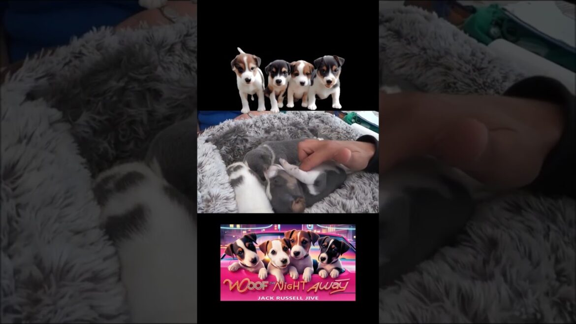 Woof Woof The Night Away 🎶| #jackrussell Jive #short | #puppy 🐶❤️
