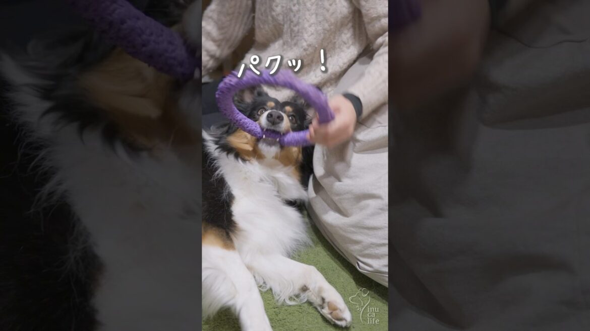 遊びたい甘えん坊オゥシーが可愛すぎる　#ボーダーコリー #オーストラリアンシェパード #dog