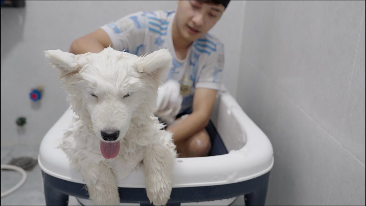 3日間お泊まりのサモエド子犬✨ 初めてのシャンプーが大人しすぎて可愛すぎた！