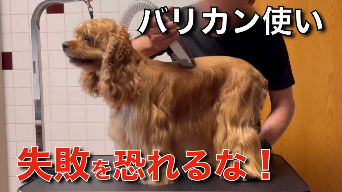 【セルフトリミング】大失敗に学ぶバリカンの使い方！アメリカンコッカースパニエルのフルコートカットに挑戦！