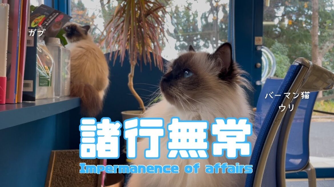 バーマン猫ウリ【諸行無常】Impermanence of affairs（バーマン猫）Birman/Cat