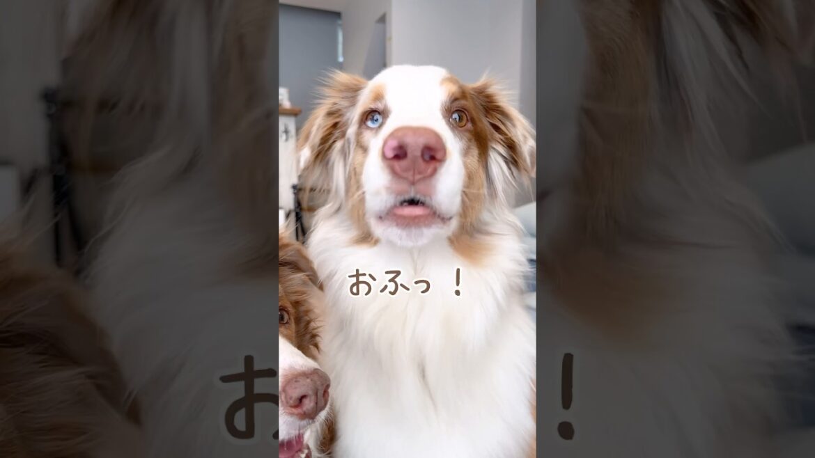 小さい声を出す個性的な犬達が可愛い😂【ボーダーコリー・オーストラリアンシェパード】#shorts