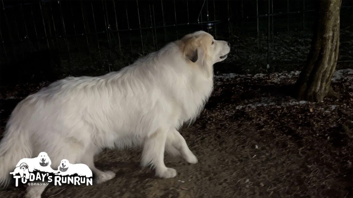 回復してきた?療養中だけど番犬は怠らないアランです Great Pyrenees グレートピレニーズ 回復してきた?療養中だけど番犬は怠らないアランです Great Pyrenees グレートピレニーズ
