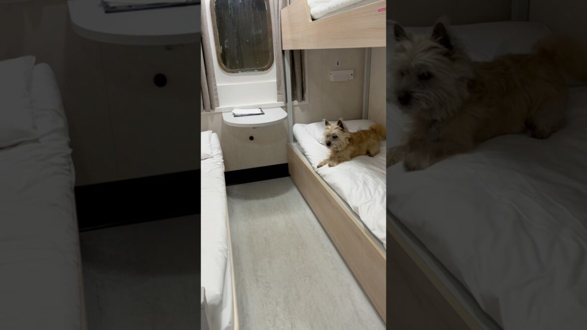 Cairn terrier goes crazy on the ferry