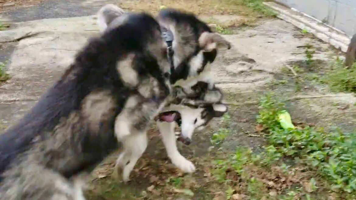 Young Malamute's Failed Attempt to Befriend Grumpy Husky #alaskanmalamute #husky