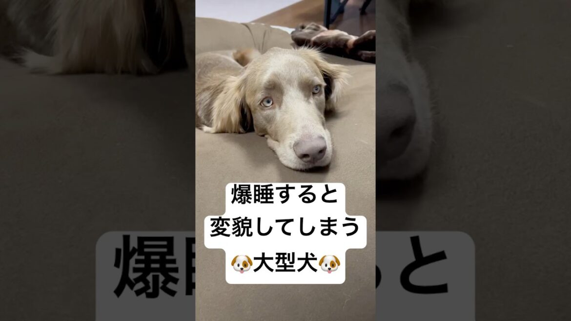 爆睡すると豹変！？#大型犬 #犬のいる暮らし #ワイマラナー#ワイマラナーロングヘアード #dog#wiemaraner #shorts #ルルちゃんのルンルンちゃんねる