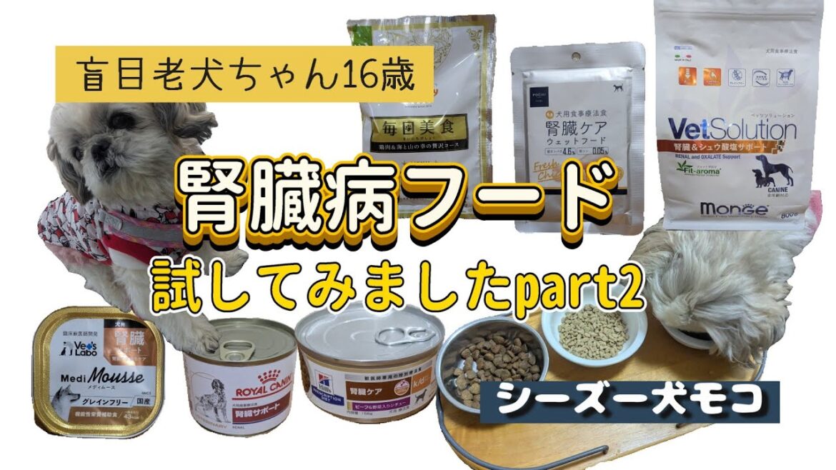 【シーズー犬モコ】盲目老犬ちゃん16歳　腎臓病フード試してみましたpart2