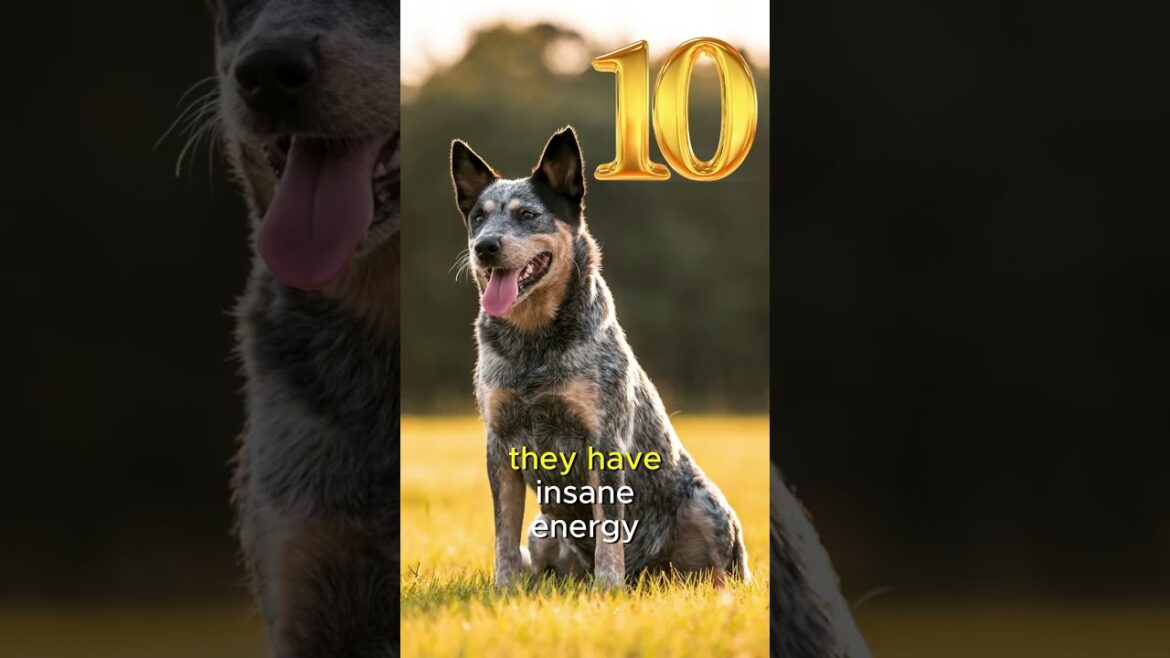 10 SMARTEST Dogs Ranked! 🧠🐶 #SmartDogs #DogIQ #topdogbreeds  #DogLovers #bordercollie #dogtraining