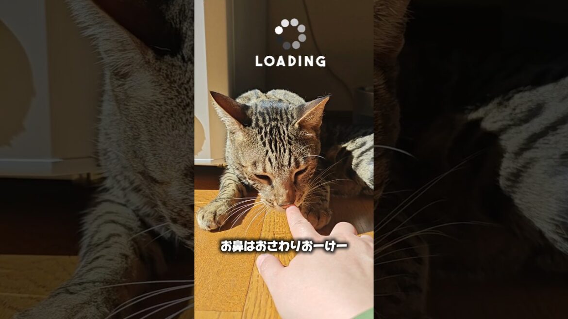 【猫動画】筋肉猫のかわいい一面をお見せします　#cat  #cats #shorts #猫 #ねこ