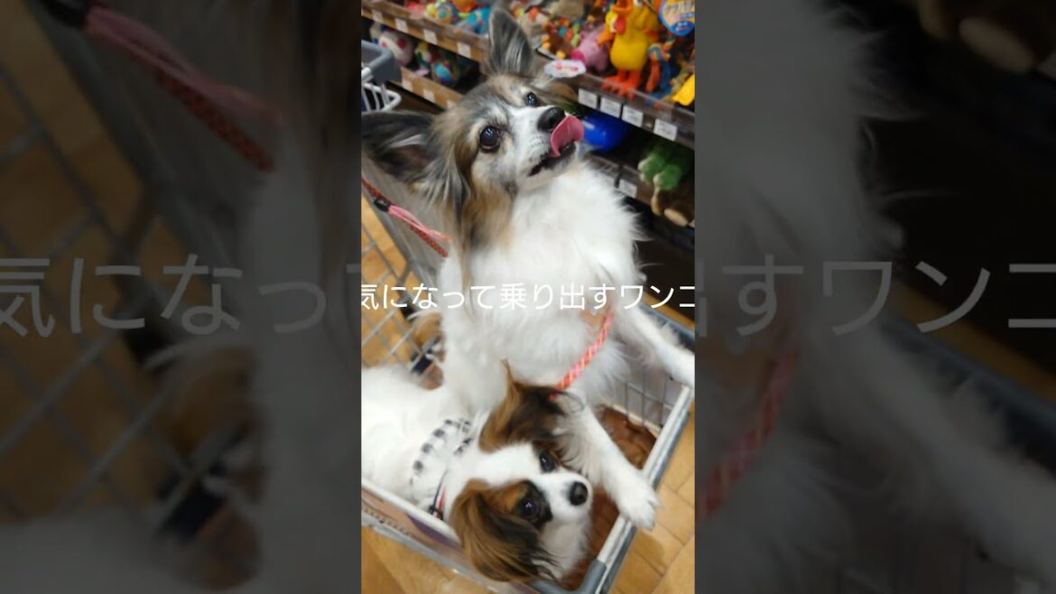 カートでハコ乗りな犬達 #犬用カート #パピヨン #ホームセンター
