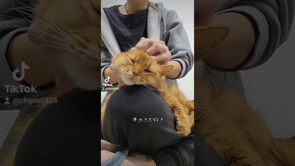 耳かき大好き猫 #ソマリ #キジトラ #保護猫 #しぴこめ #しぴこめしゃんねる #ねこ #腎不全 #腎臓病 #尿路結石 #ソマリレッド #猫の暮らし