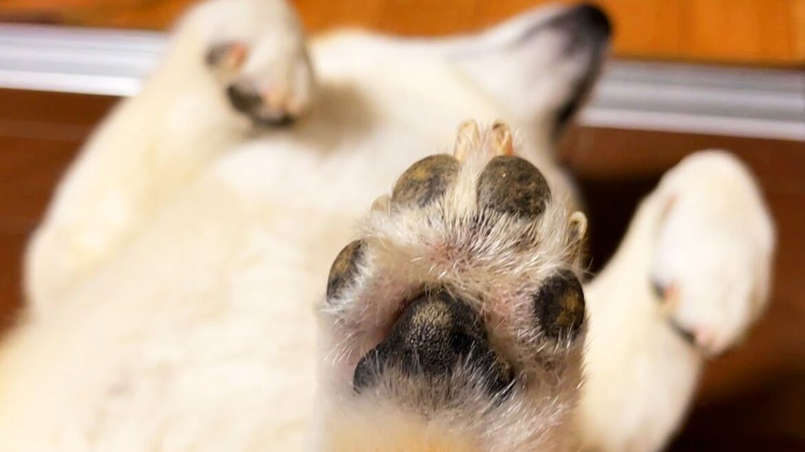 ９年目にしてひるね中にとんでもない新発見をされてしまう柴犬