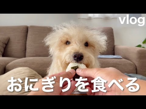 おにぎりを食べる犬!レイクランドテリア おにぎりを食べる犬!レイクランドテリア
