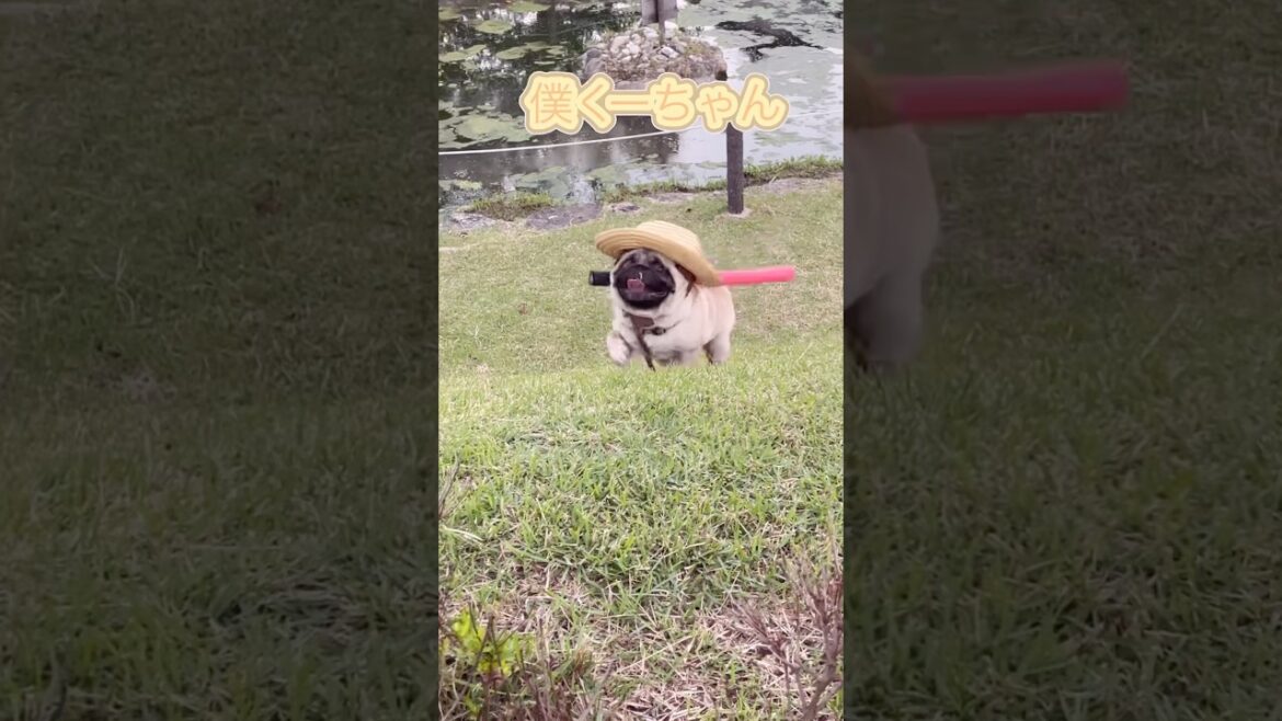 大自然の中で　#癒しパグ#おもしろ動画 #pug