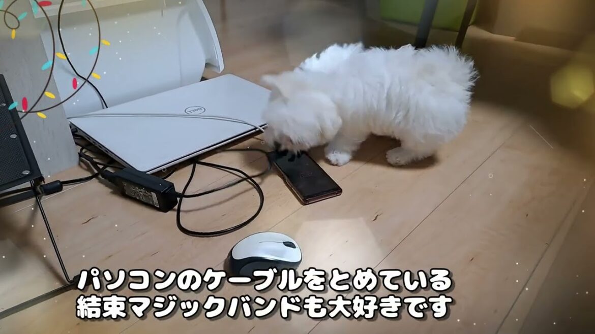 ももちゃんねる★携帯ストラップ大好き★シニアと暮らすマルチーズパピー＃携帯＃スマホ＃結束バンド＃マジックテープ＃大好き＃可愛い＃子犬＃メス＃ストラップ＃シニア