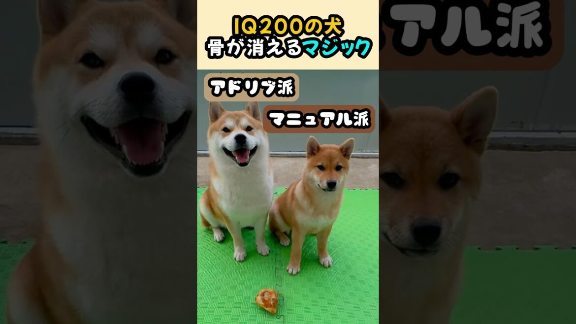 IQ200の犬、骨が消えるマジック #柴犬