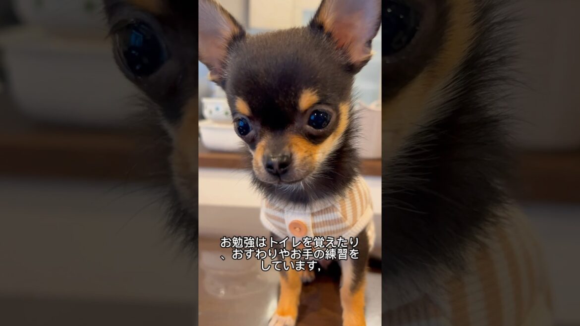 チワワのルカです生後4ヶ月のパピーです【多頭飼いスムチーず】　#チワワ #子犬 #かわいい