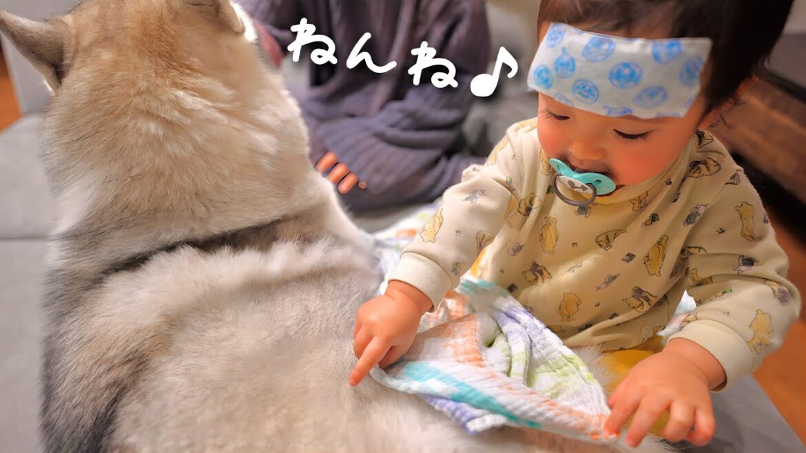 発熱中でも愛犬のお世話を続けようとする娘の愛情が凄すぎました・・・