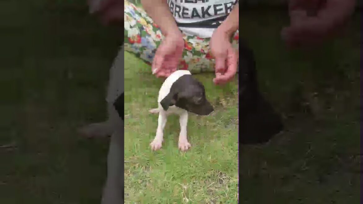 日本テリアメス１