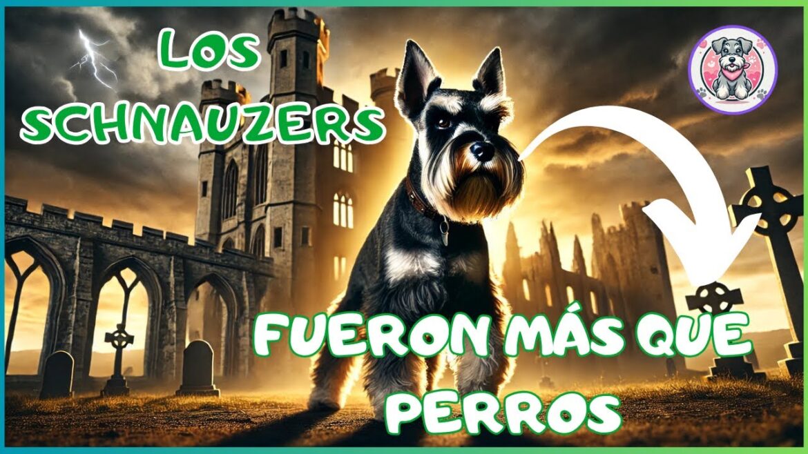 🐶🔥 LA HISTORIA SECRETA DE LOS SCHNAUZERS QUE NADIE TE HA CONTADO