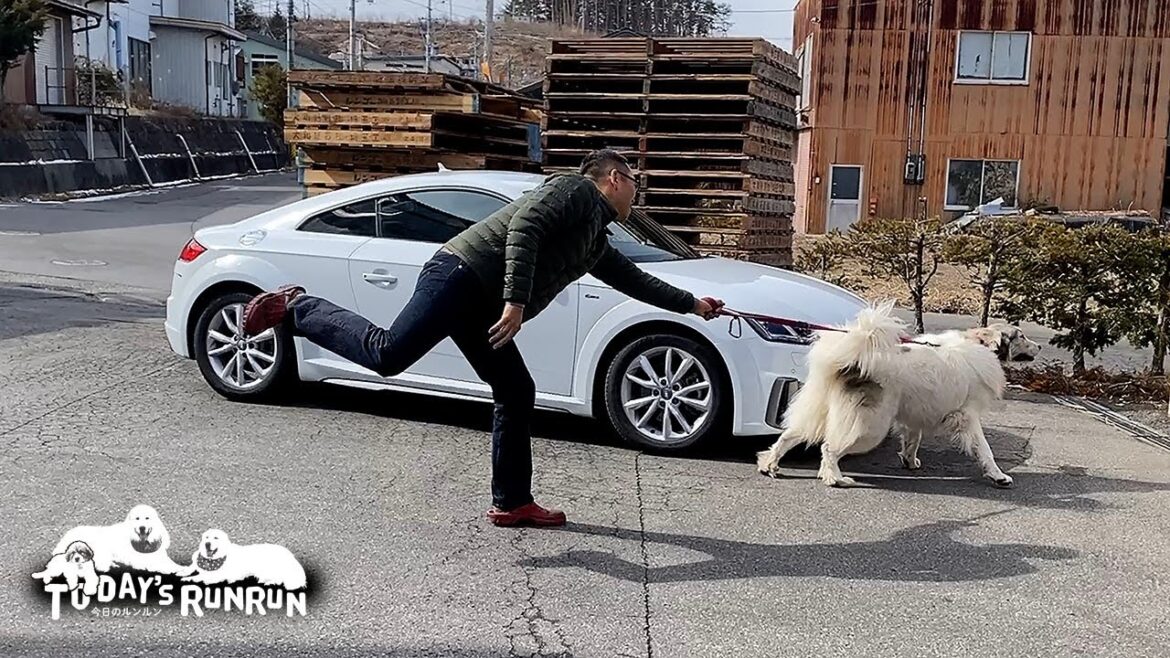 退屈しないようにドライブに連れ出してもらったアランとベルです　Great Pyrenees　グレートピレニーズ