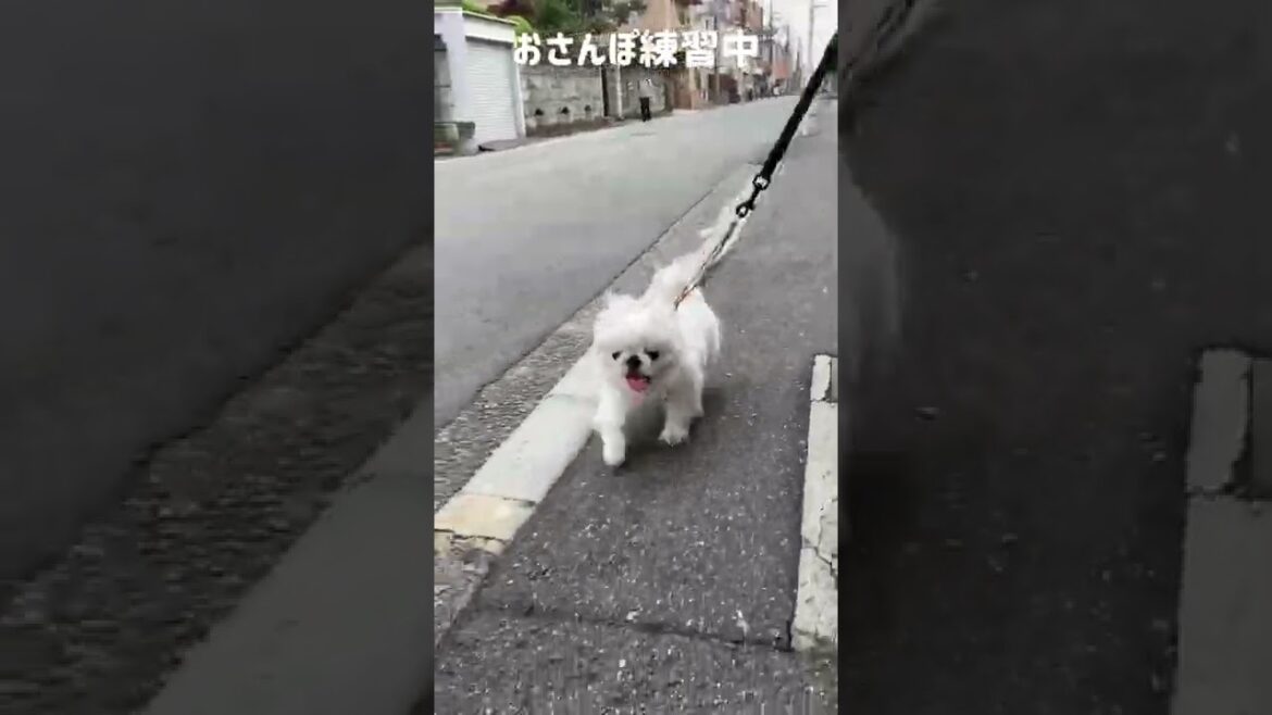 はじめてのお散歩【ペキニーズ】子犬/しつけ/トレーニング/リーダーウォーク -puppy loose leash walking-