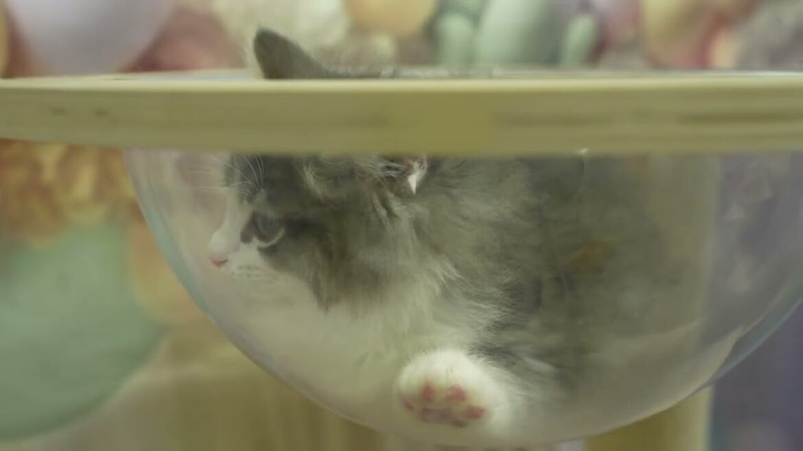ノルウェージャンフォレストキャットの男の子☆