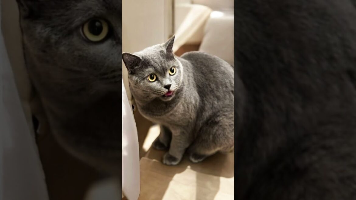 Sylvester is looking for his mother