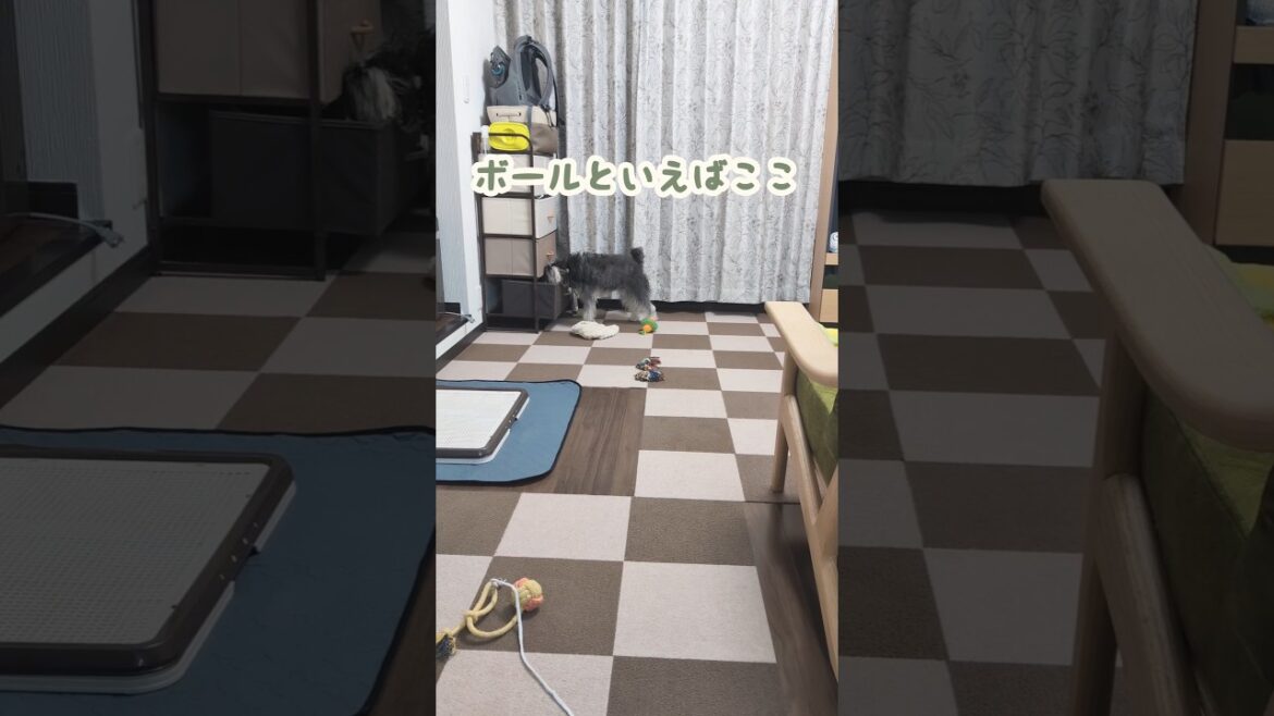 見失ったボールを探すミニシュナ #miniatureschnauzer #schnauzer #dog #ミニチュアシュナウザー #シュナウザー #犬のいる生活