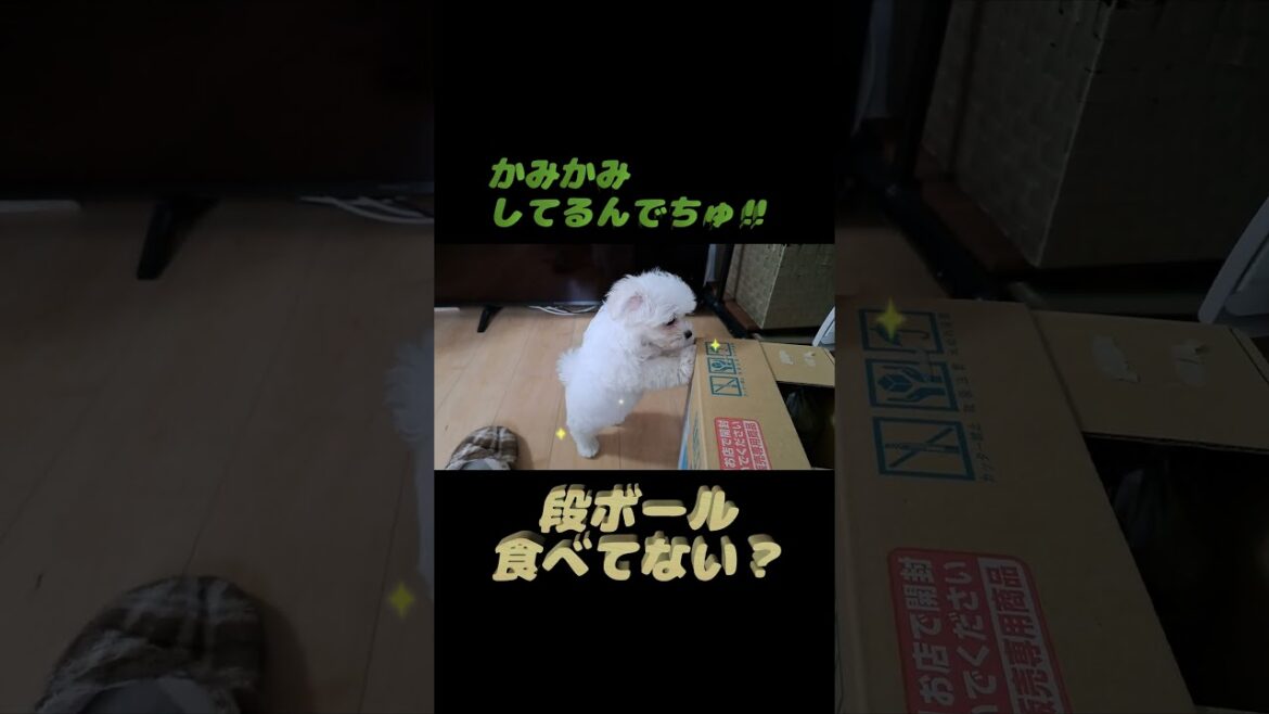 ももちゃんねる★段ボール食べる★シニアと暮らすマルチーズパピー #可愛い#食べる#段ボール#遊ぶ#パピー#マルチーズ#シニア#食欲#小さい#癒し #子犬 #サークル ももちゃんねる★段ボール食べる★シニアと暮らすマルチーズパピー #可愛い#食べる#段ボール#遊ぶ#パピー#マルチーズ#シニア#食欲#小さい#癒し #子犬 #サークル
