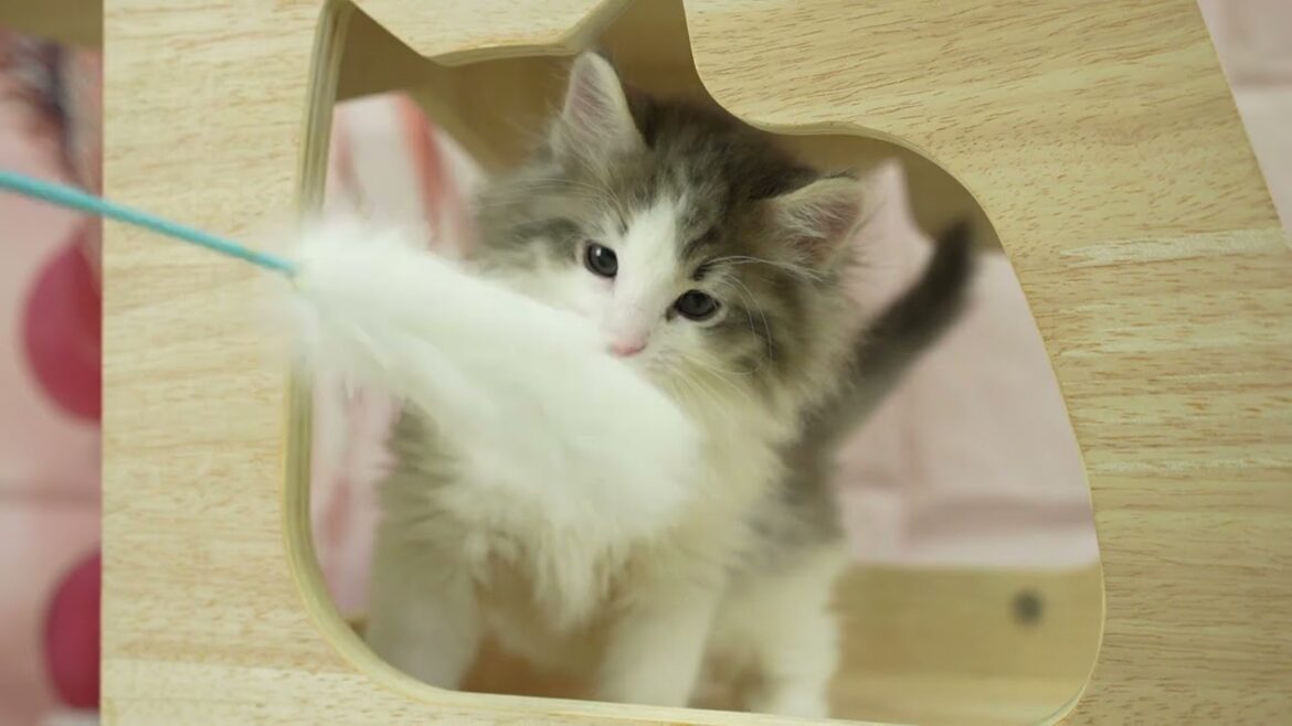 ノルウェージャンフォレストキャットの男の子☆ ノルウェージャンフォレストキャットの男の子☆