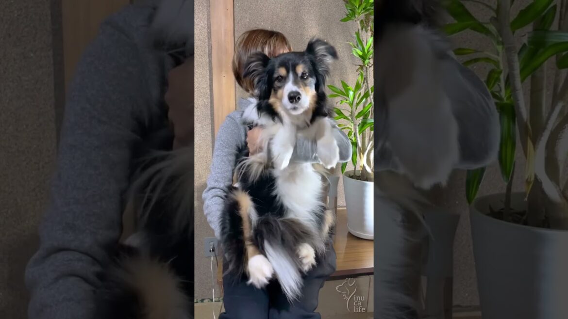 POKÉDANCE 踊ってみた！　#ボーダーコリー #オーストラリアンシェパード #dog