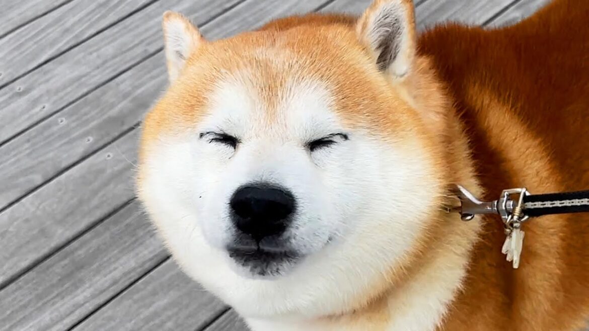 一番ちっちゃい指にくっついた草を指摘され、すこし気まずそうにする柴犬 一番ちっちゃい指にくっついた草を指摘され、すこし気まずそうにする柴犬