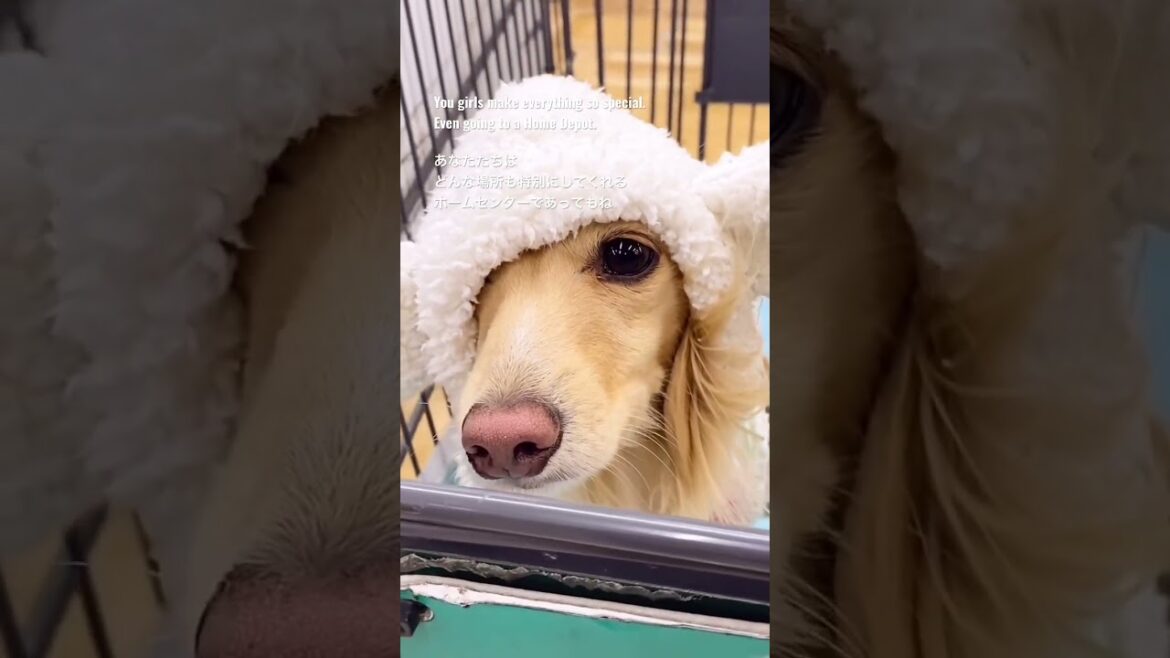 一時も離れたくない Don’t wanna leave them even for a second #shorts #ダックス多頭飼い #犬好き #ダックス #dogmom #dachshund 一時も離れたくない Don’t wanna leave them even for a second #shorts #ダックス多頭飼い #犬好き #ダックス #dogmom #dachshund