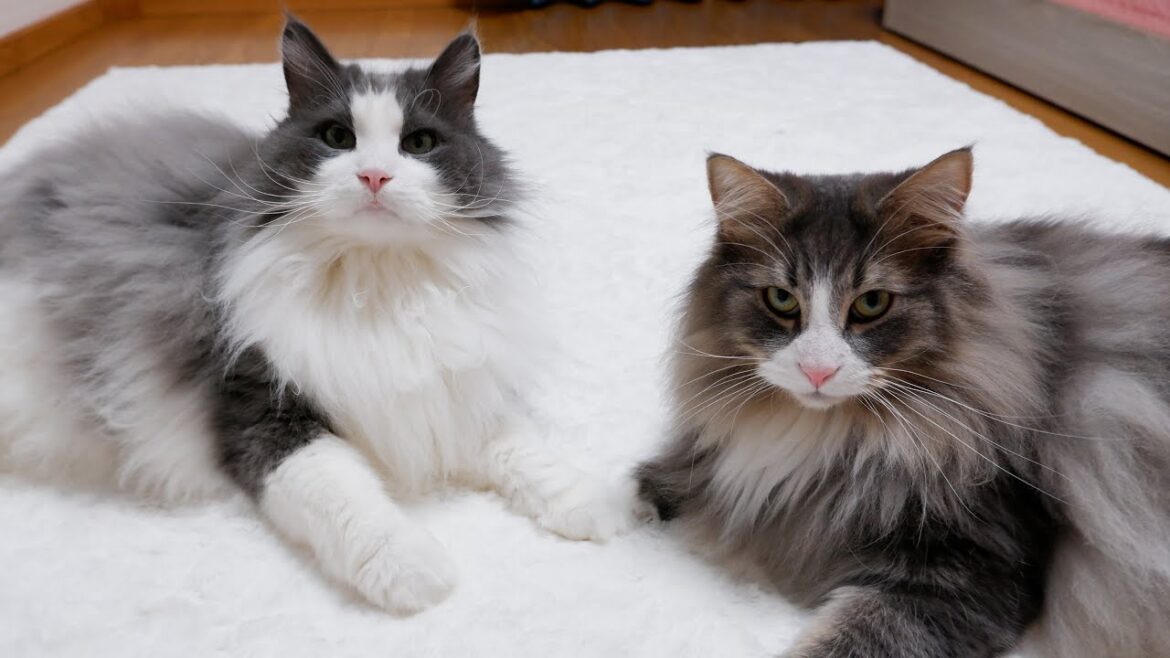 【元気♪】寝ていても、大好きなお兄ちゃんに突撃しちゃうノルウェージャンフォレストキャット♡ 【元気♪】寝ていても、大好きなお兄ちゃんに突撃しちゃうノルウェージャンフォレストキャット♡