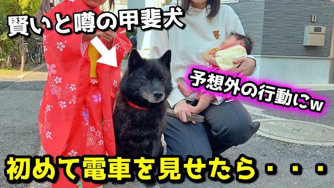 賢い甲斐犬に初めて電車見せた結果が予想外すぎた笑【ひな祭り】