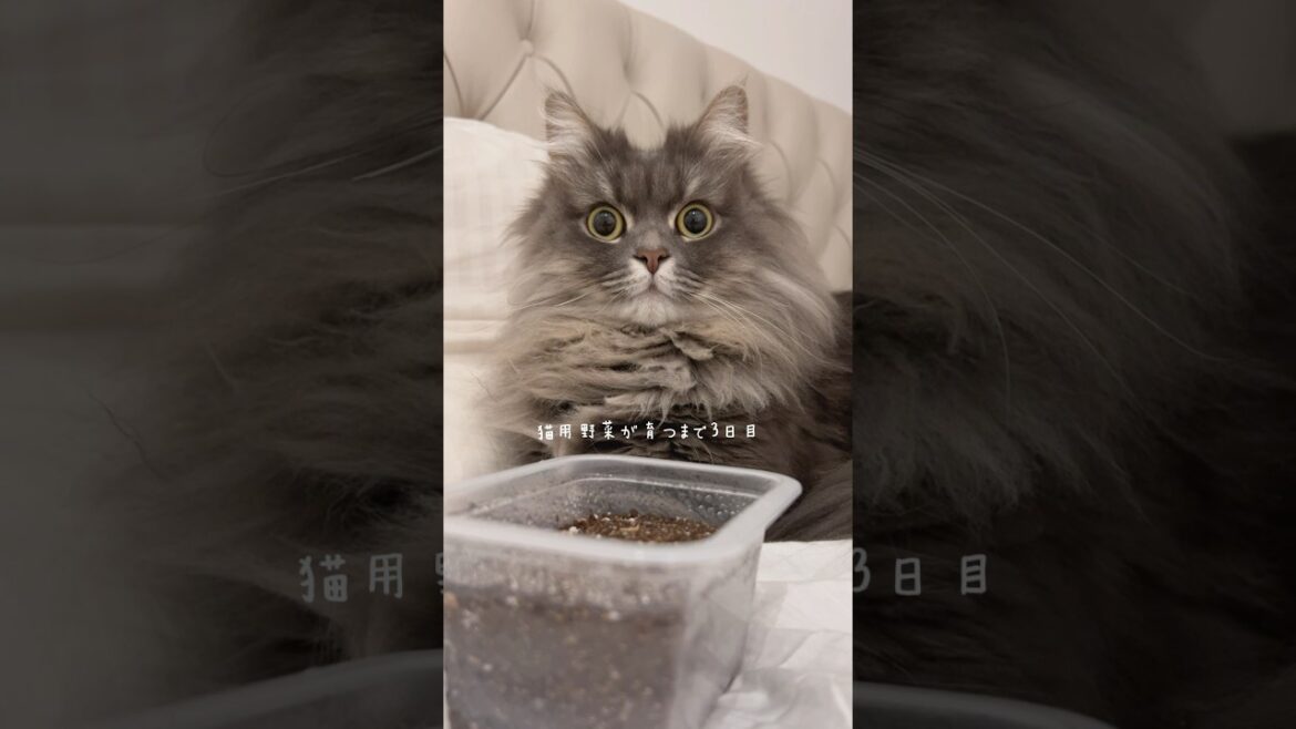 根がちょっと伸びてるにゃ.ᐟ‪‪.ᐟ😳 #猫 #猫草 #サイベリアン #成長 #cat #shorts