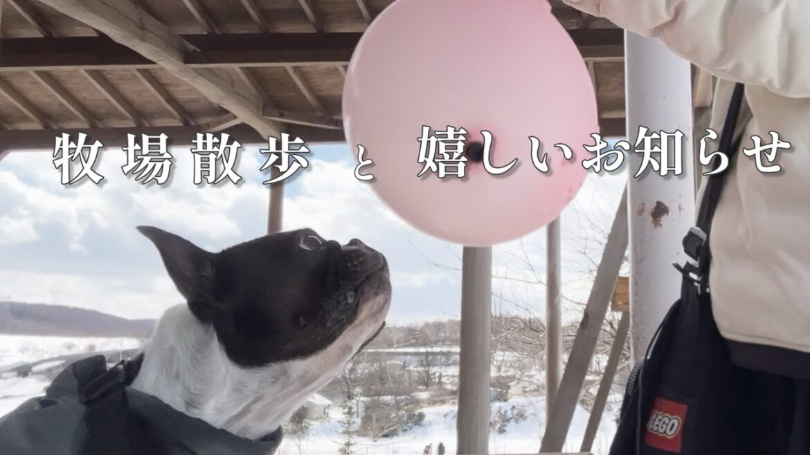 雪の信州/牧場散歩/ボストンテリアフェスティバル
