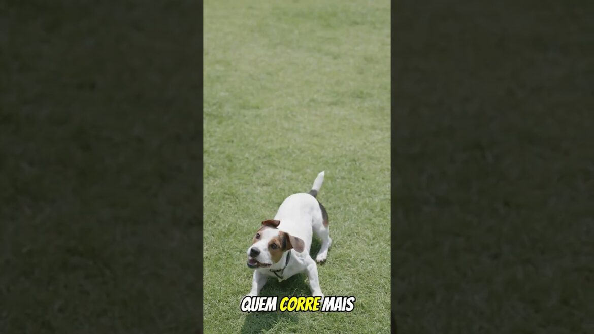 Qual é o mais veloz: Golden Retriever ou Border Collie? 🐾🔥