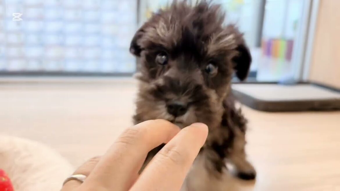 【2025.02.27撮影】ミニチュアシュナウザーの子犬 女の子！ブラック＆シルバー、人馴れ抜群！！懐っこい陽気な性格です♪