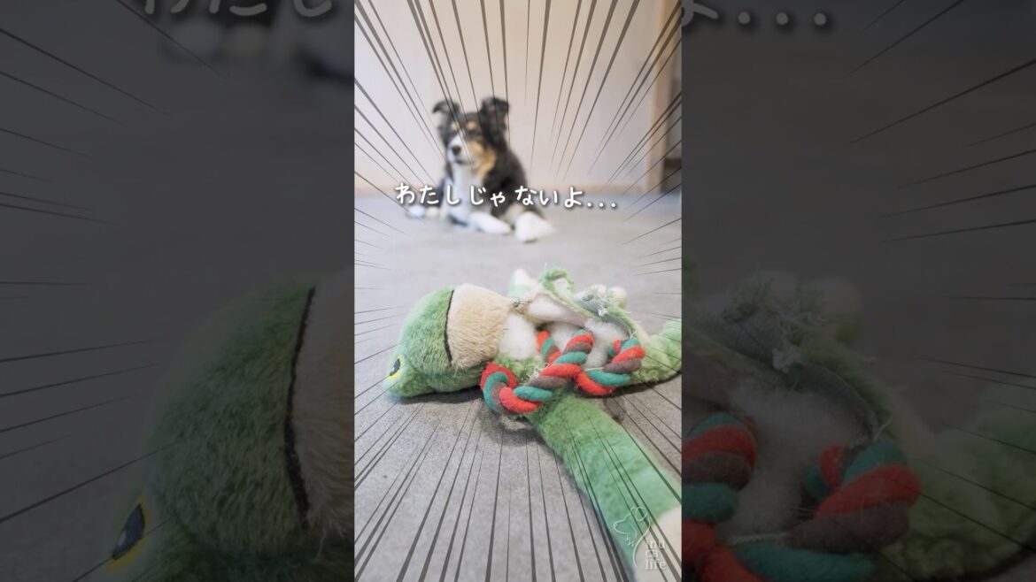 今までありがとう・・・。 【ボーダーコリー・オーストラリアンシェパード】 #犬との暮らし #dog