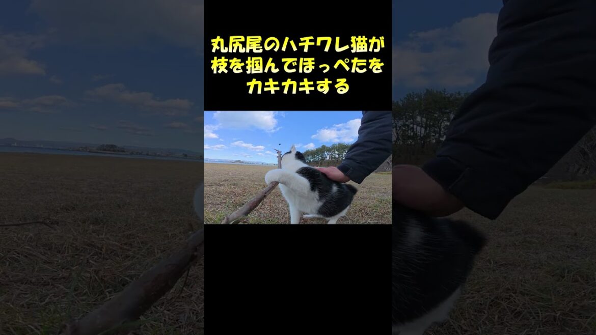 丸尻尾のハチワレ猫が枝を掴んでほっぺたをカキカキする #猫 #cat #ネコ 丸尻尾のハチワレ猫が枝を掴んでほっぺたをカキカキする #猫 #cat #ネコ
