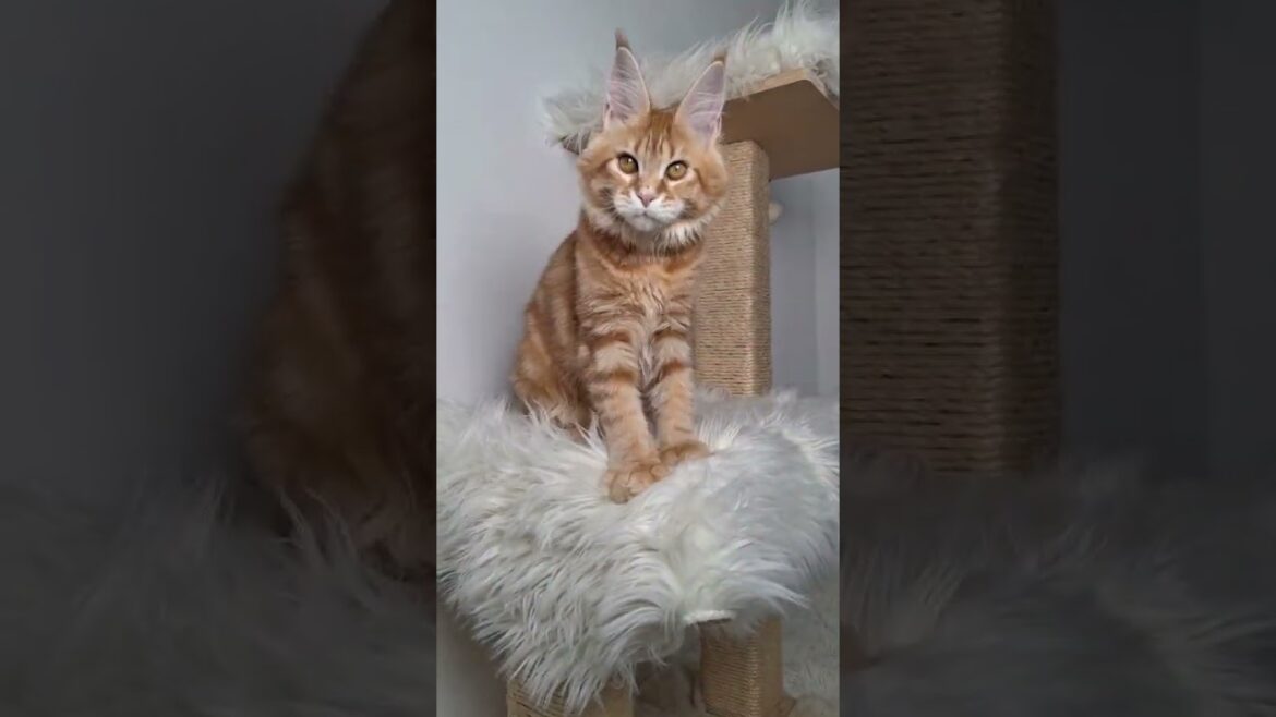 Luxurious Maine Coon Show Breed Class Kitty Yara — For Breeding