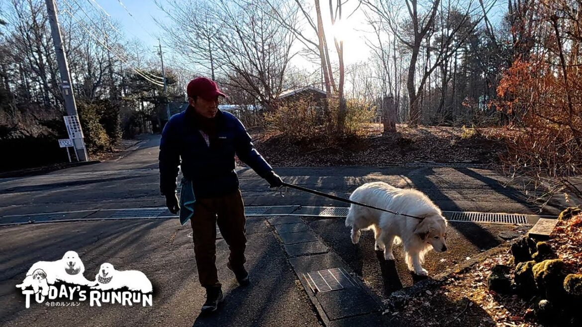 早朝散歩の再開で久しぶりにみんなでお散歩したアランとベルです Great Pyrenees グレートピレニーズ 早朝散歩の再開で久しぶりにみんなでお散歩したアランとベルです Great Pyrenees グレートピレニーズ