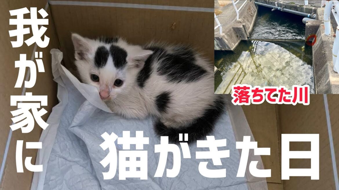 【未公開映像】川で助けた猫のミルクが我が家にきた日。#保護猫 #ミルねーさん #猫のいる暮らし #ねこ