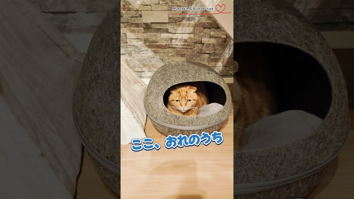 【マンチカン】短足猫のおうち 【犬と猫、両方飼ってると毎日かわいい♥】