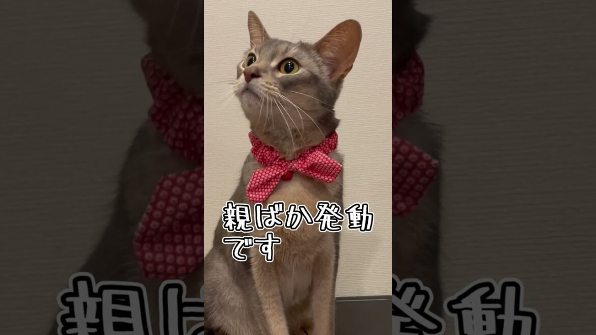 アビシニアンとは その39 #shorts #猫 #アビシニアン アビシニアンとは その39 #shorts #猫 #アビシニアン