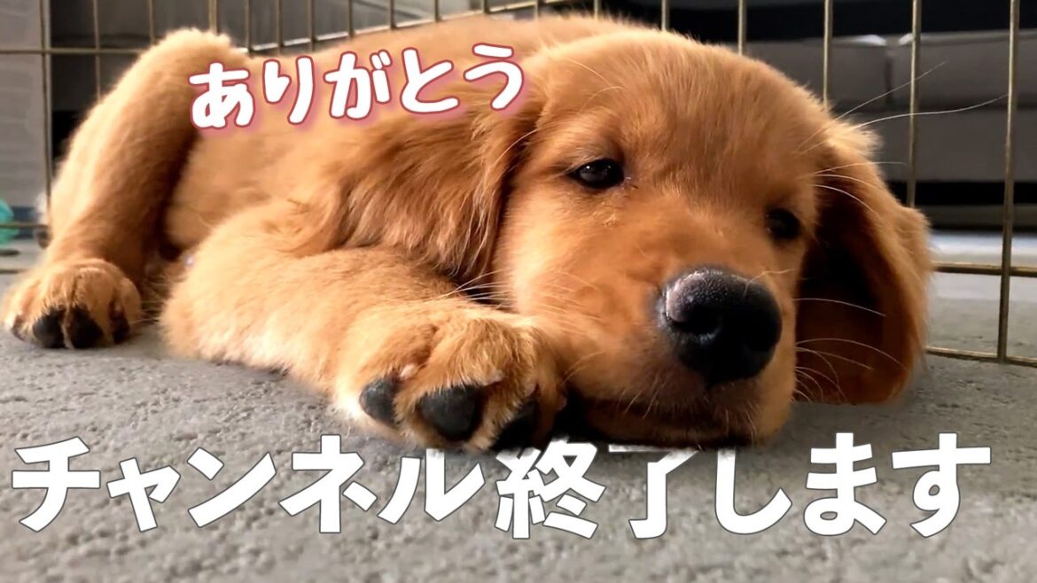 ゴールデンレトリバーとアラフォー夫婦のアメリカ生活、チャンネル終了します ゴールデンレトリバーとアラフォー夫婦のアメリカ生活、チャンネル終了します