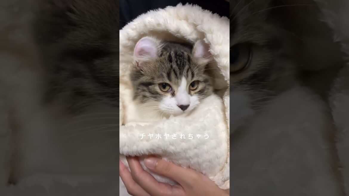 羨ましい🐈#cat#cats#kitty#kittens#meow #catlover#cutecat #アメリカンカール#猫好きな人と繋がりたい#猫のいる生活#猫のいる暮らし
