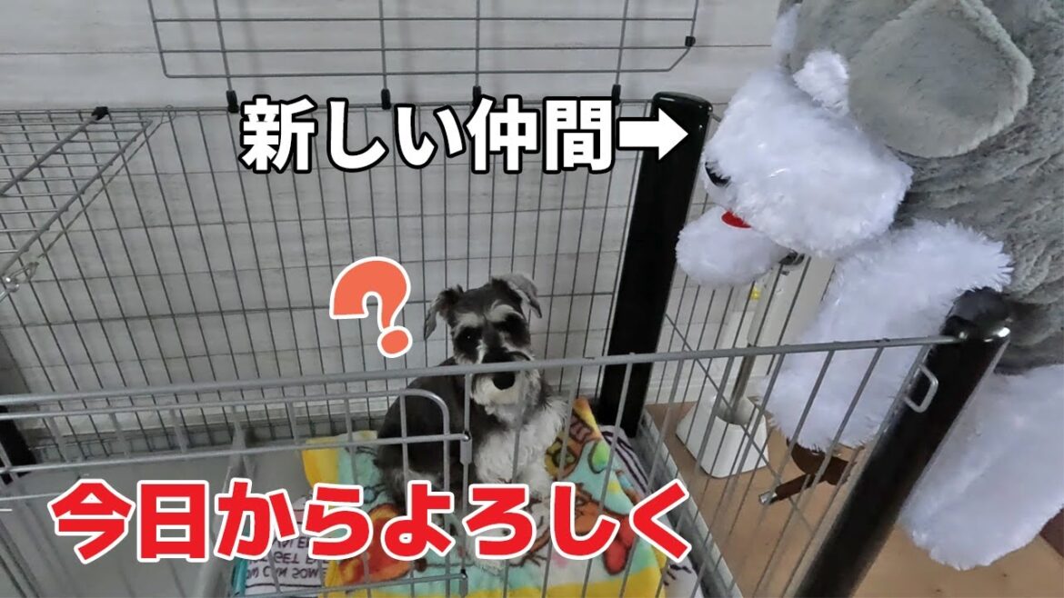 【仲良くなれる？】新しい仲間が増えました！【ミニチュアシュナウザー】